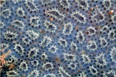 Star ascidian © Paul Kay